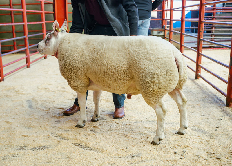 Reserve Champion other continental a Shearling Ram